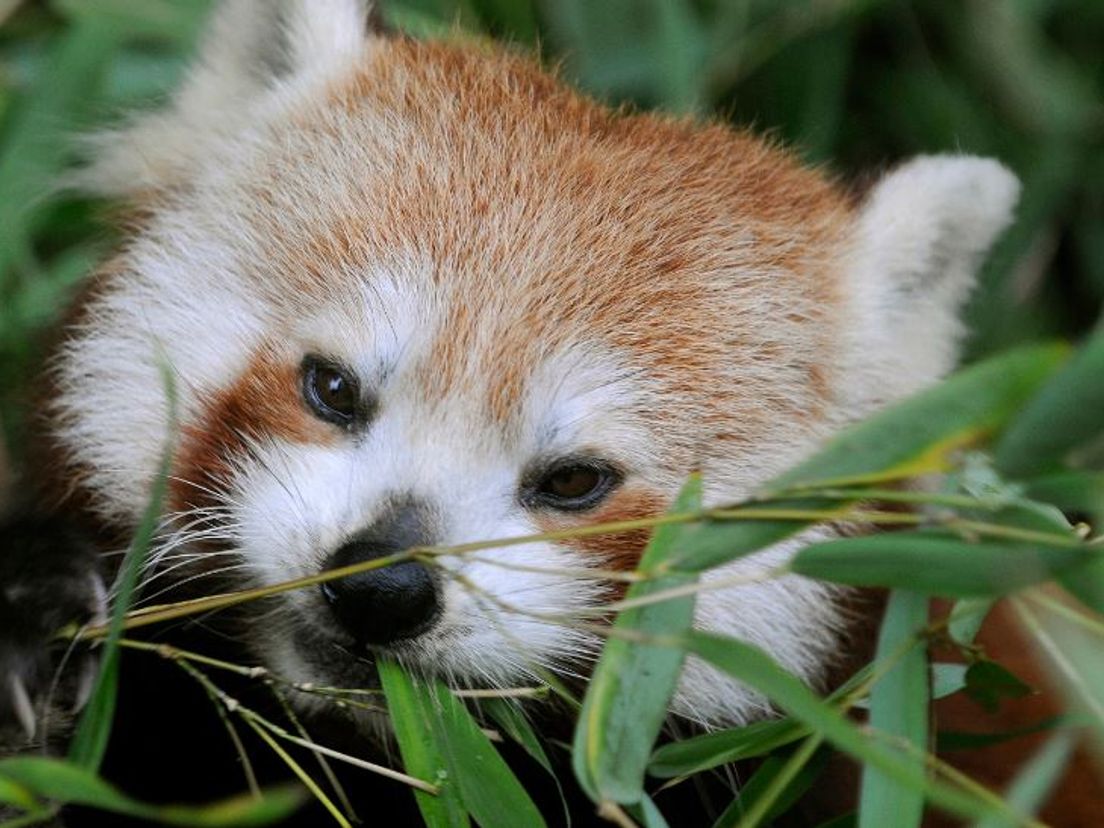 Rode Panda S In Nieuw Verblijf Rijnmond