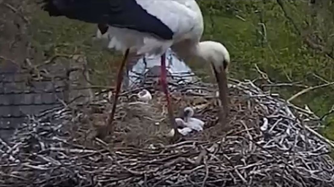 De eerste ooievaarsjongen breken uit hun ei.