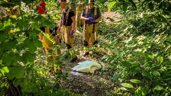 Opnieuw zwaan uit vijver gehaald in Velp