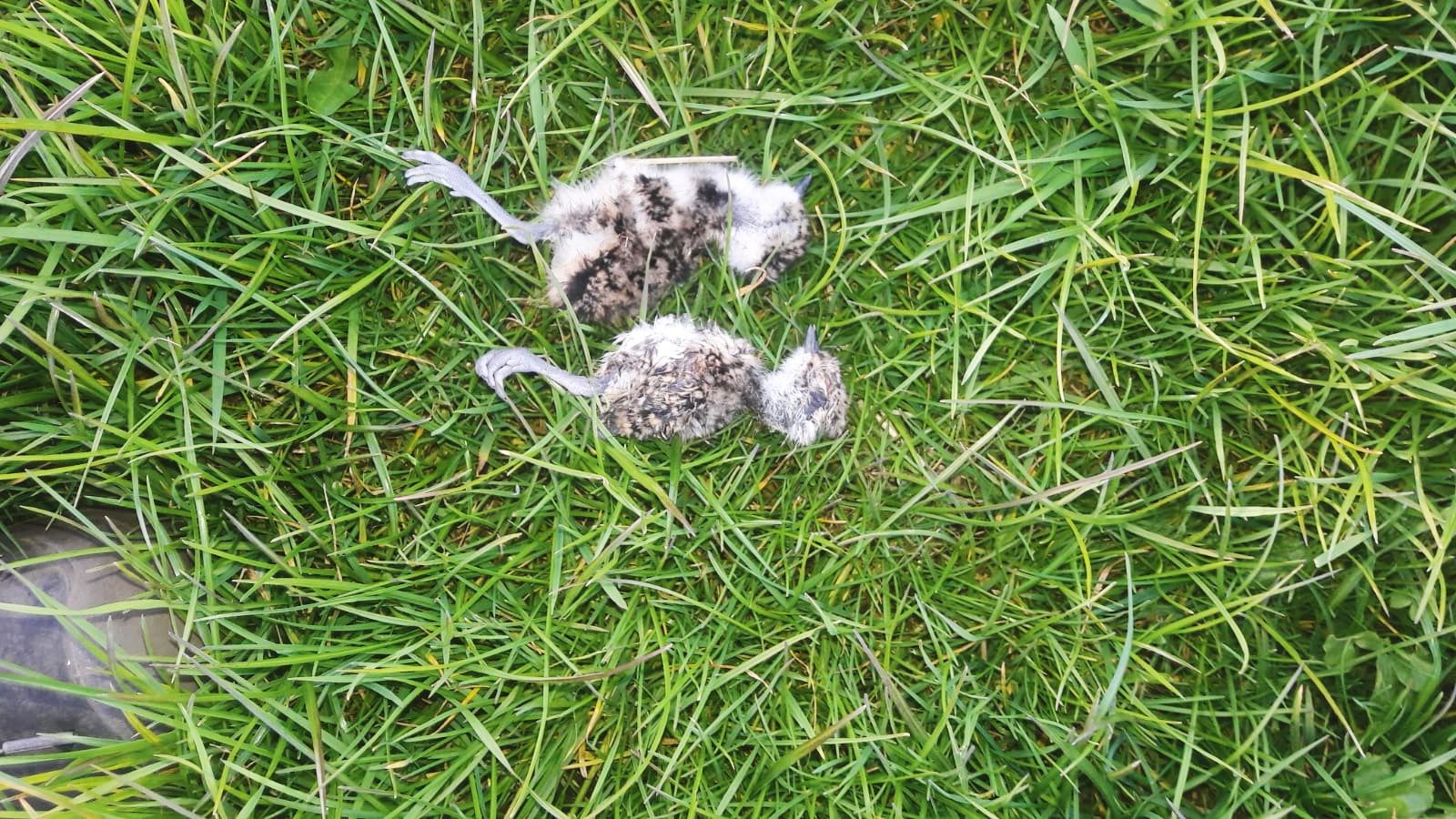 Oprop oan boeren: bring wetter op it lân, BFVW fynt in soad deade pykjes