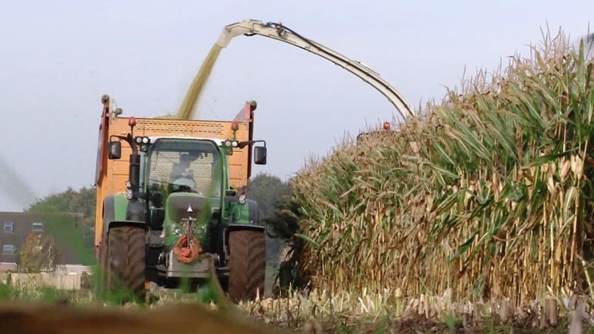 Maisoogst Overijssel in volle gang; lange dagen, korte nachten voor loonwerkers