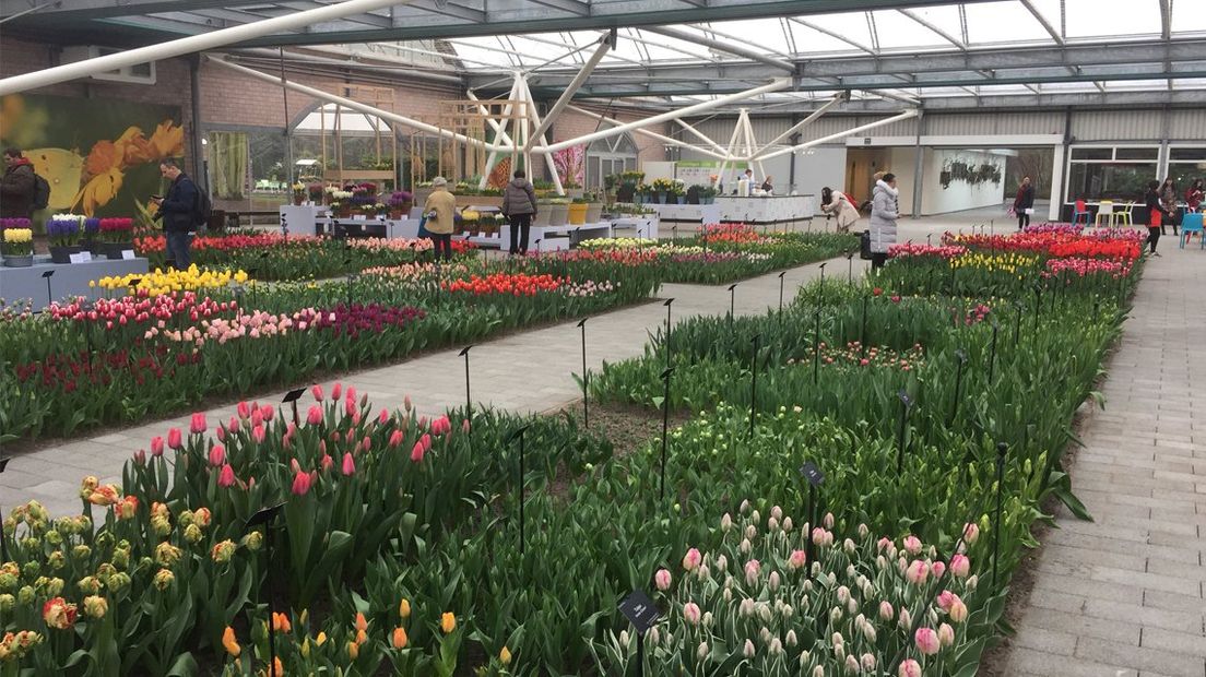 De tulpen in het Willem-Alexander Paviljoen in de Keukenhof staan er mooi bij