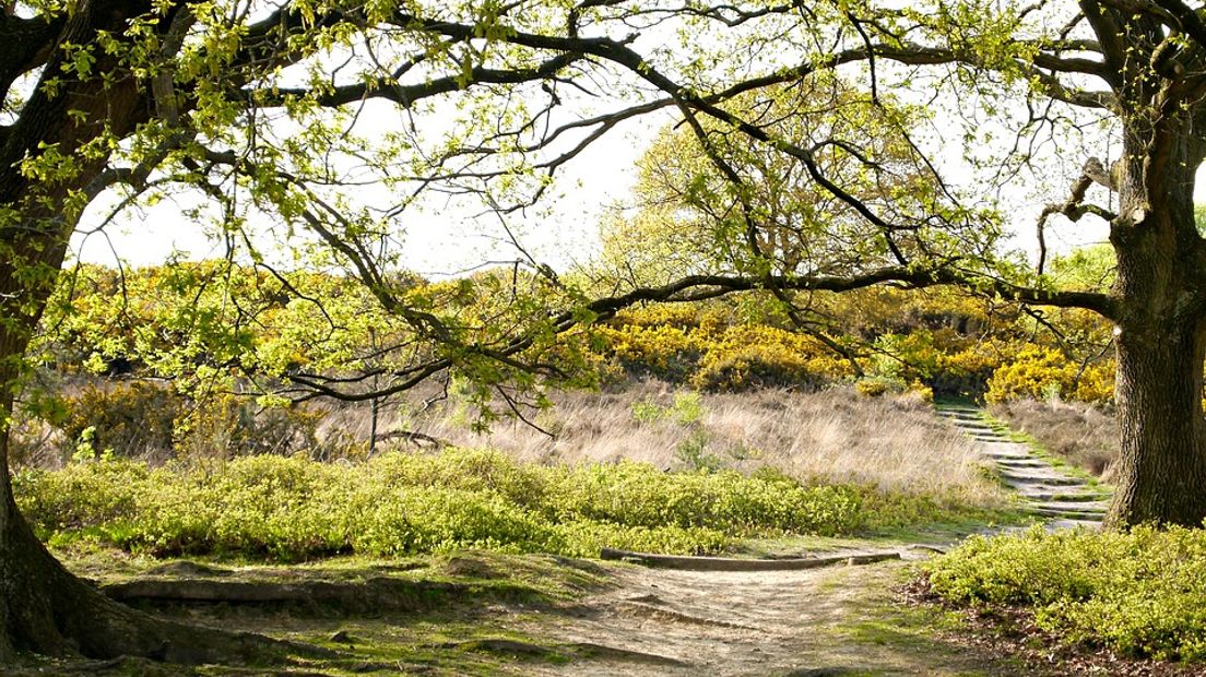 Gelderland moet meer bos krijgen, met name in het Rivierengebied. Daarvoor pleit de Wageningse hoogleraar Gert-Jan Nabuurs, die samen met onder meer natuur- en milieuorganisaties een 'groenplan' heeft opgesteld.