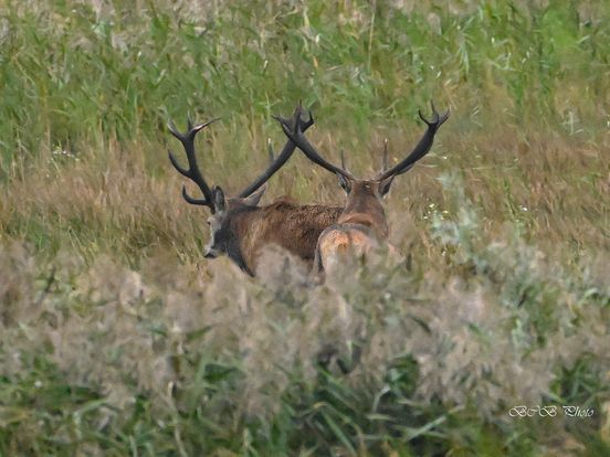 Opnieuw edelherten gespot in Diependal bij Oranje, maar waar komen ze eigenlijk vandaan?