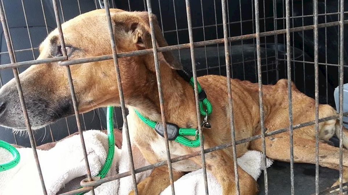 Dierenopvang Koningen uit Balkbrug krijgt 25.000 euro voor zorg oude honden