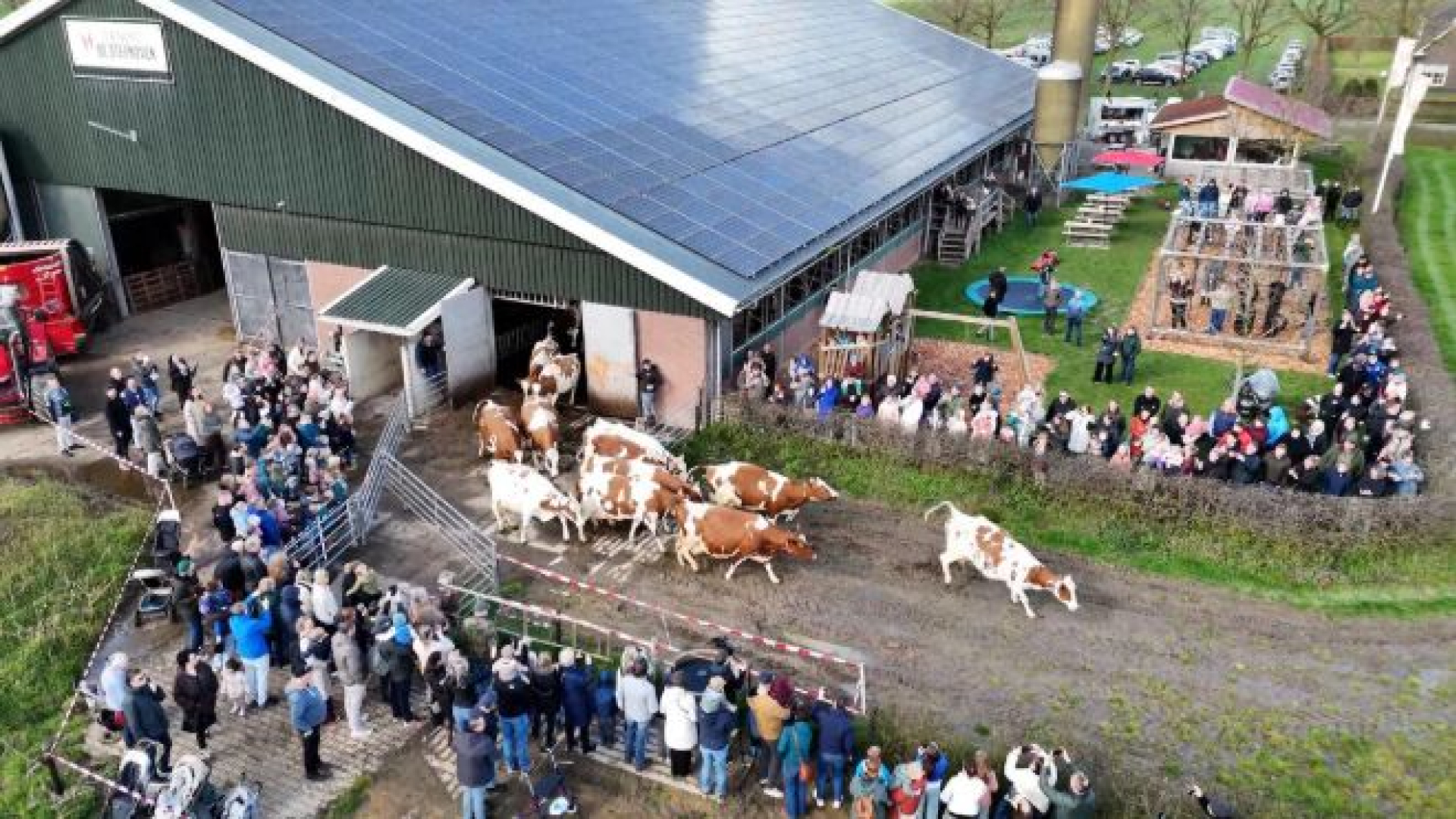 Koeien dansen weer in wei: ‘Zorgen voor heel veel biodiversiteit’