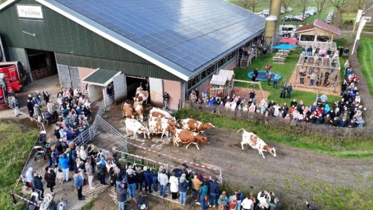 Koeien dansen weer in wei: ‘Zorgen voor heel veel biodiversiteit’