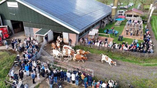 Koeien dansen weer in wei: ‘Zorgen voor heel veel biodiversiteit’