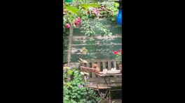 Onverwachte boompjes in de tuin dankzij de eekhoorn