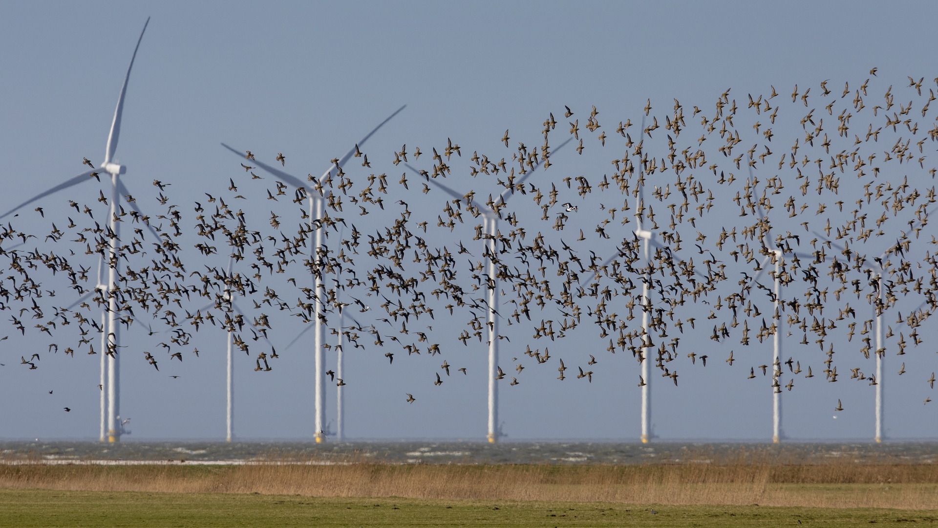 Wynmûnen yn Fryslân