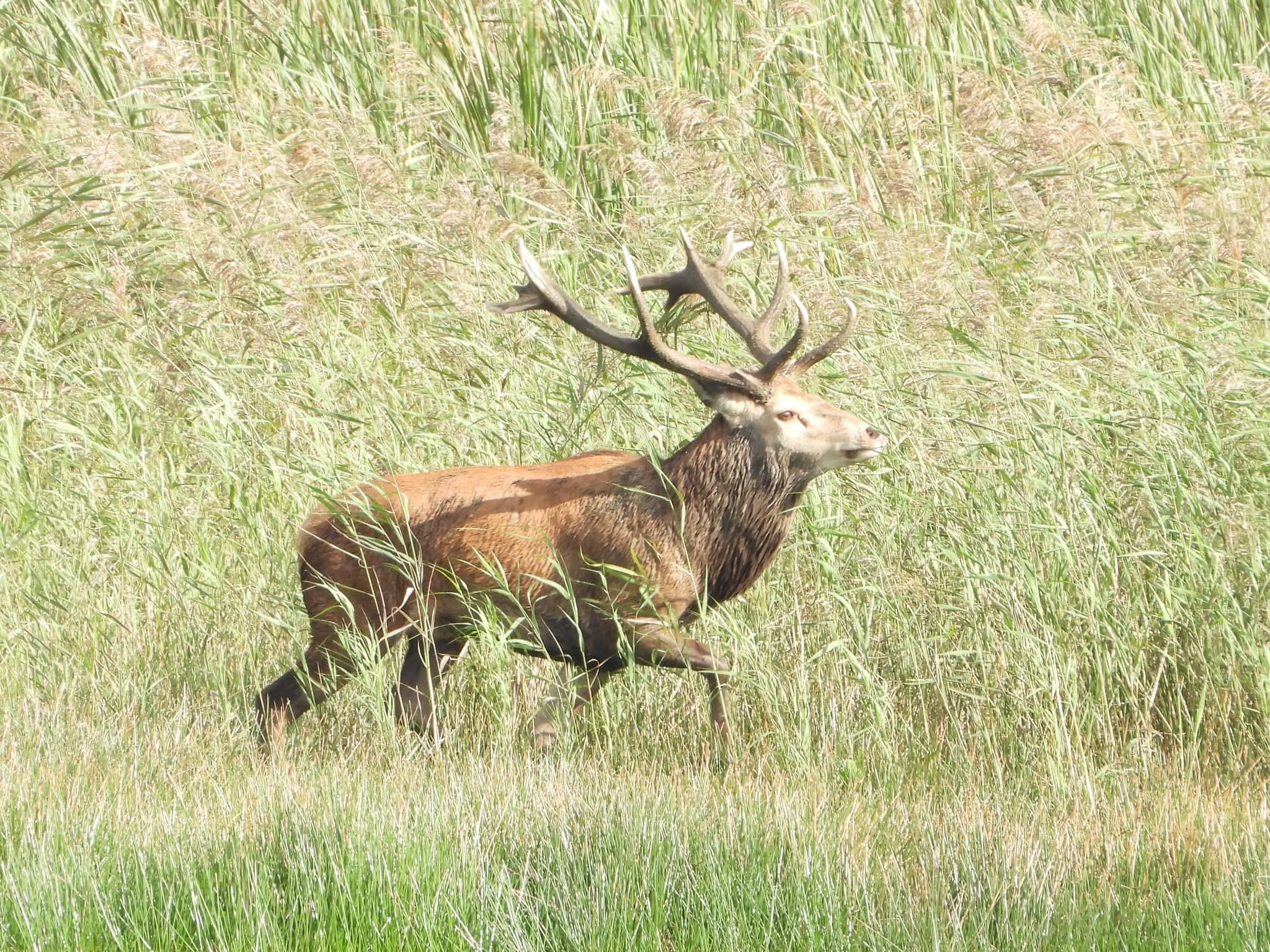 Wild edelhert in Diependal