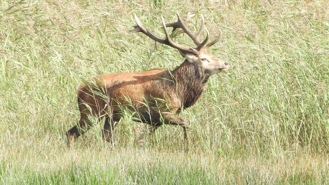 Wild edelhert in Diependal