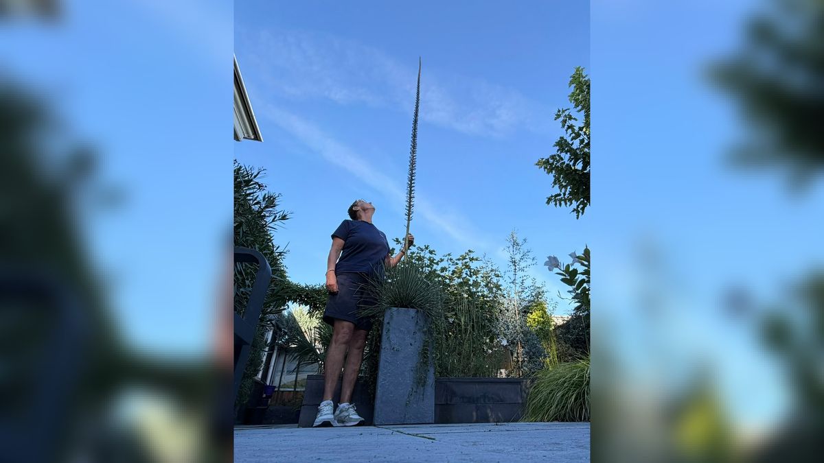 Deze plant bloeit mogelijk voor het eerst in Nederlandse tuin, en hij staat in Kortgene