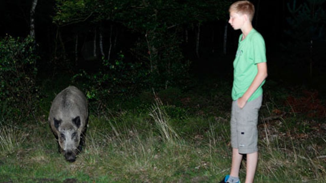 Zwijnen trekken toeristen op Veluwe