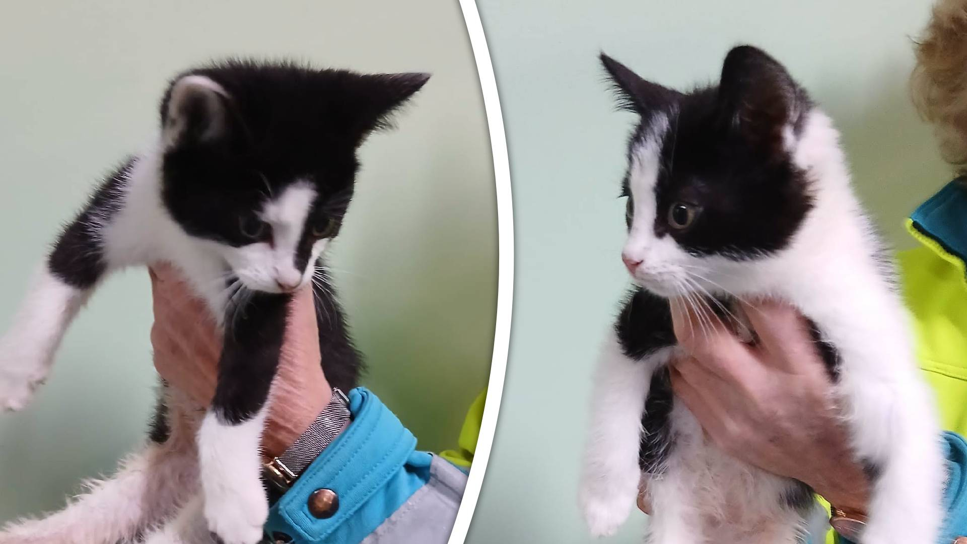 Gedumpte kittens in Hardinxveld-Giessendam.