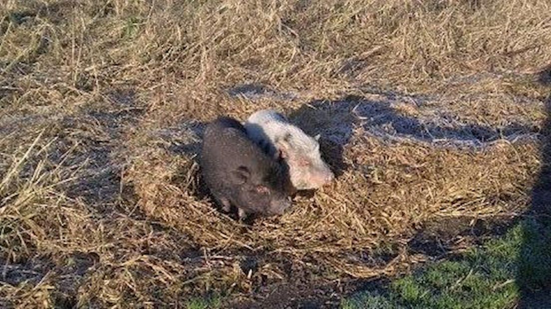 De gedumpte hangbuikzwijntjes