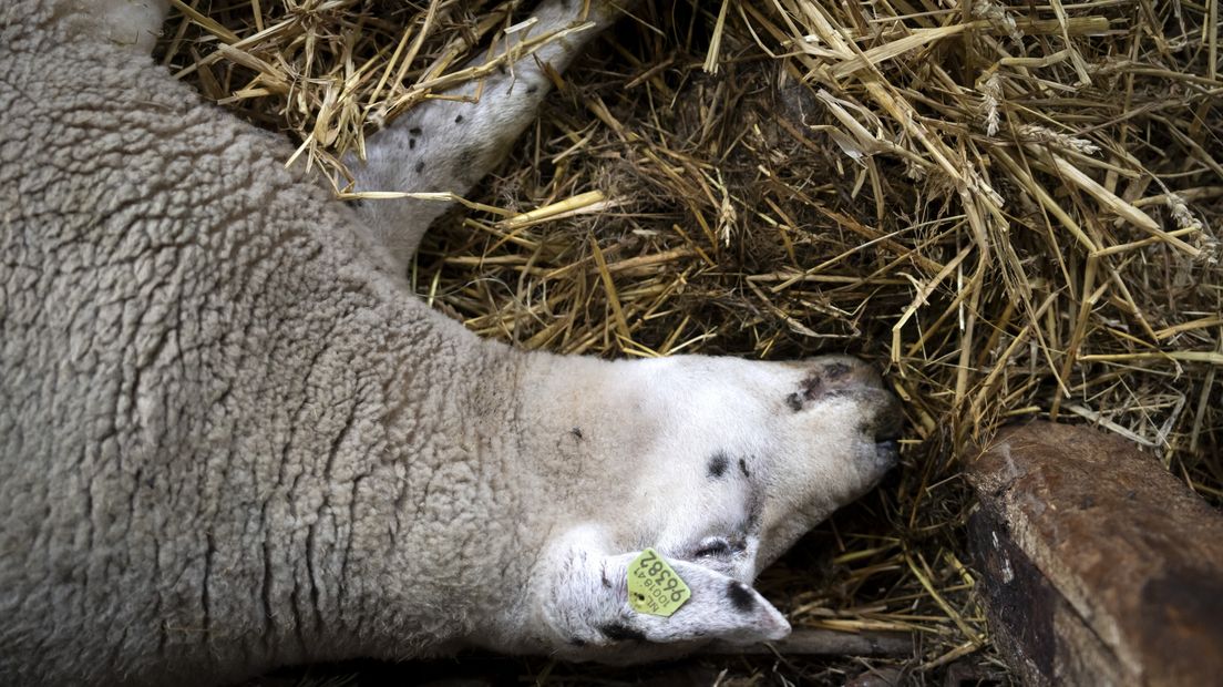 Blijdschap bij schapenhouders na akkoord blauwtongvaccin: 'meteen de dierenarts gebeld'