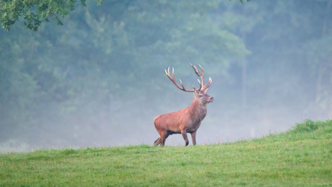 Jagers moeten herten bij ecoduct verjagen