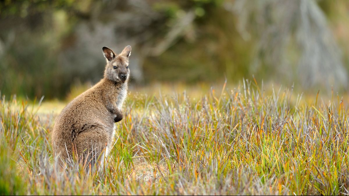Ontsnapte wallaby's zetten Kelpen-Oler op stelten