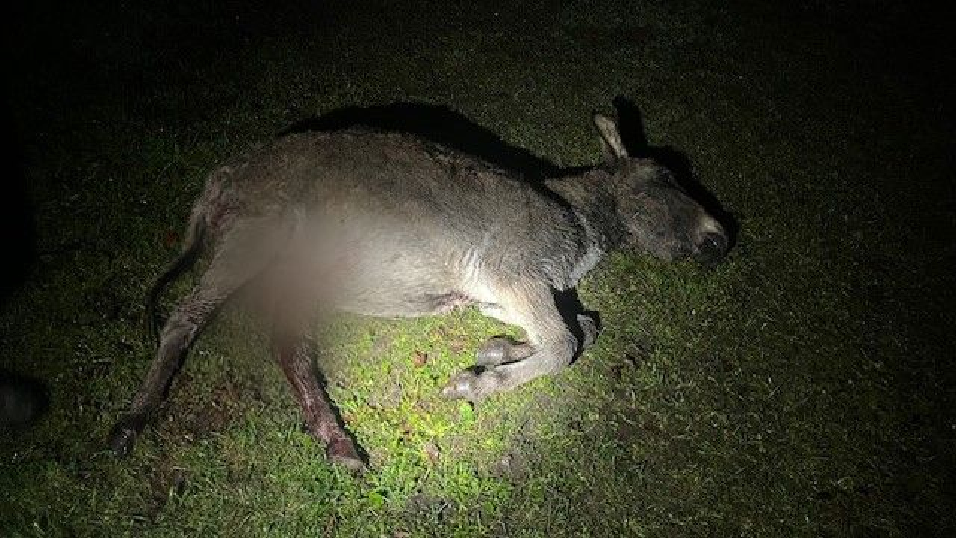 Ezel dood na aanval, wolf mogelijk boosdoener