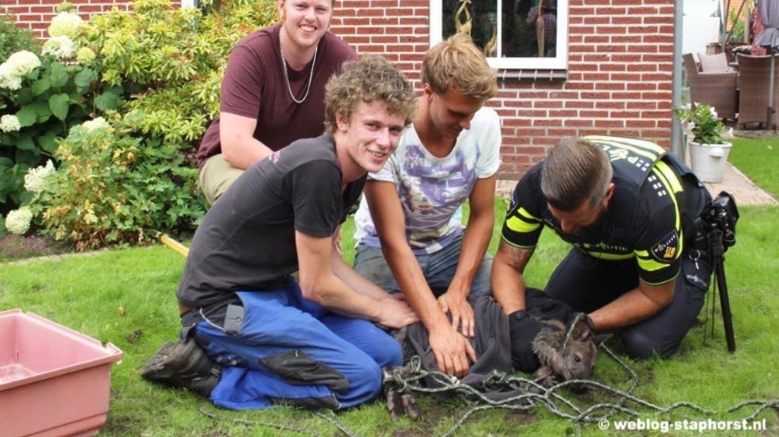 De politie hielp mee het dier rustig te krijgen (Rechten: weblog-staphorst.nl)