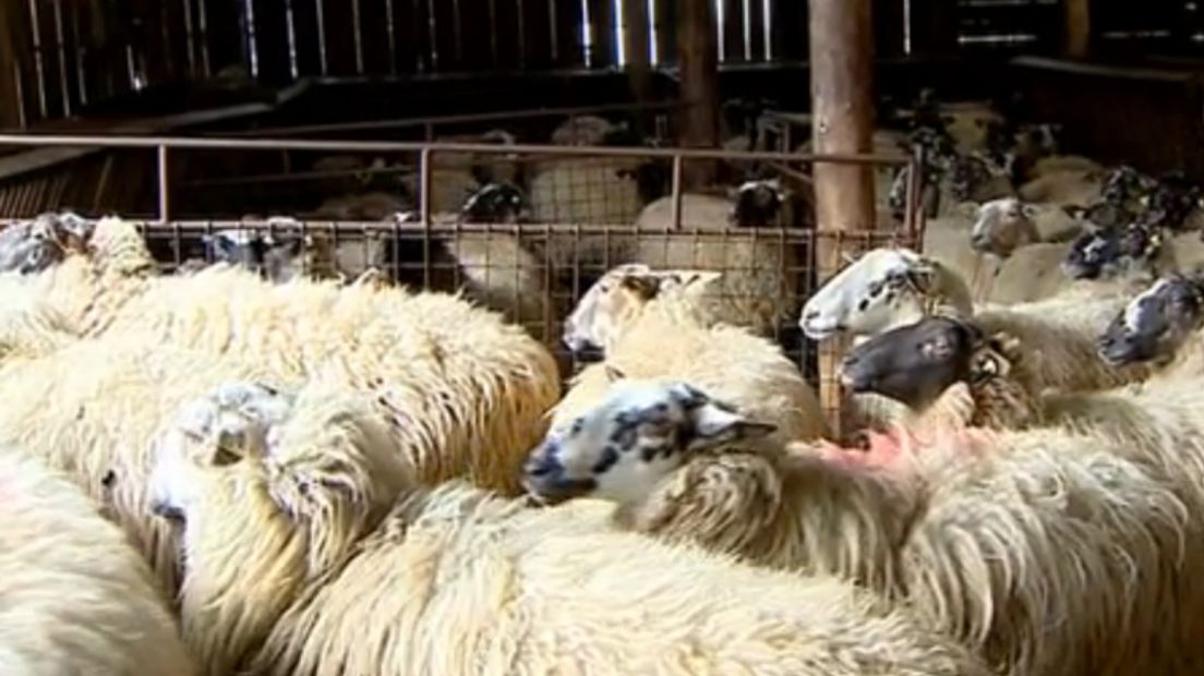 De kudde telt 250 Schoonebeker schapen (Rechten: RTV Drenthe)