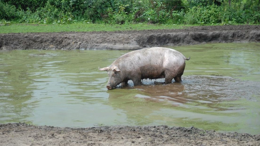 Barbeque voor varkens