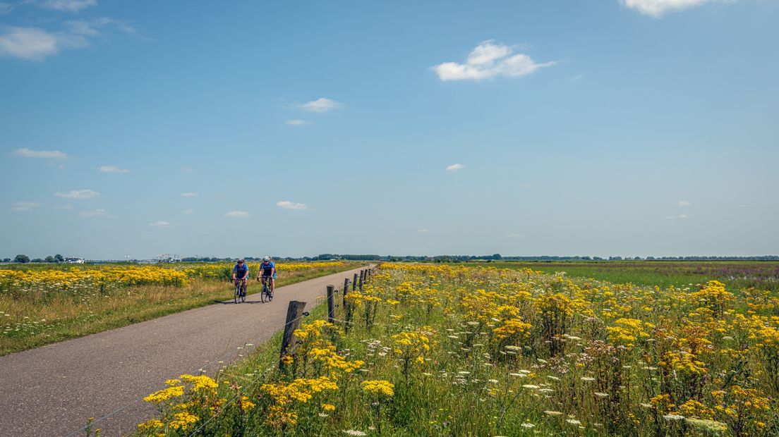 Jacobskruiskruid langs een fietspad