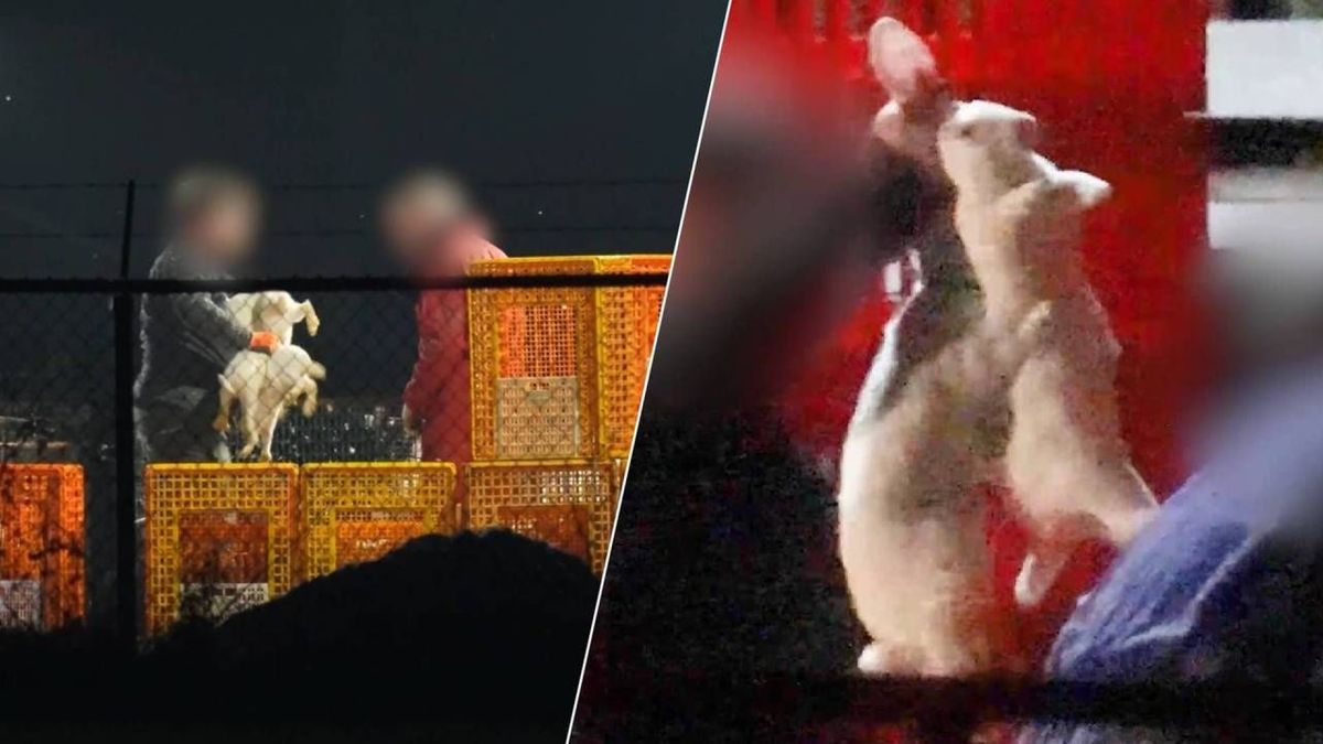 Konijnen mishandeld bij drie Gelderse fokkerijen