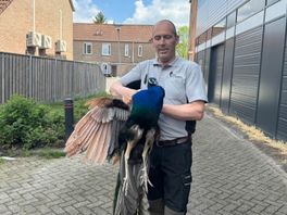 De ontsnapte pauw eindelijk gevangen met schietnet in Spijkenisse