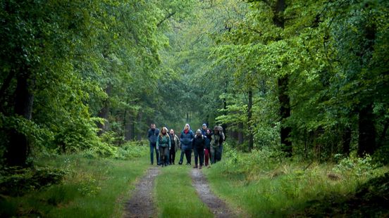 Dauwtrappers oog in oog met wild op Hoge Veluwe