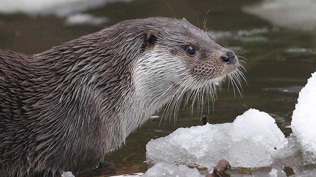 Otter