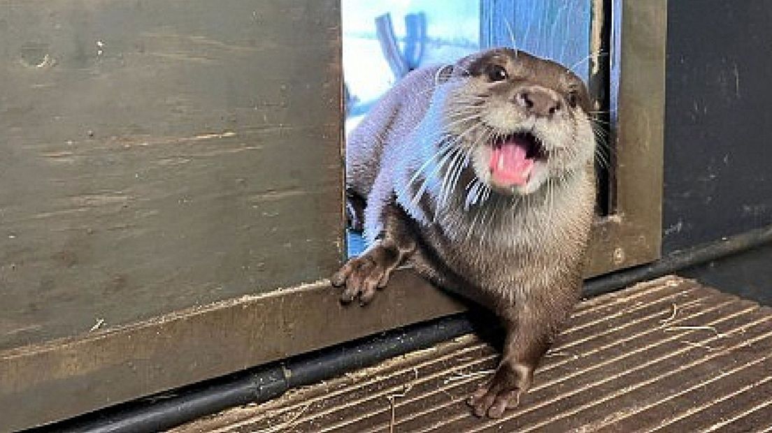 Het nieuwe ottervrouwtje