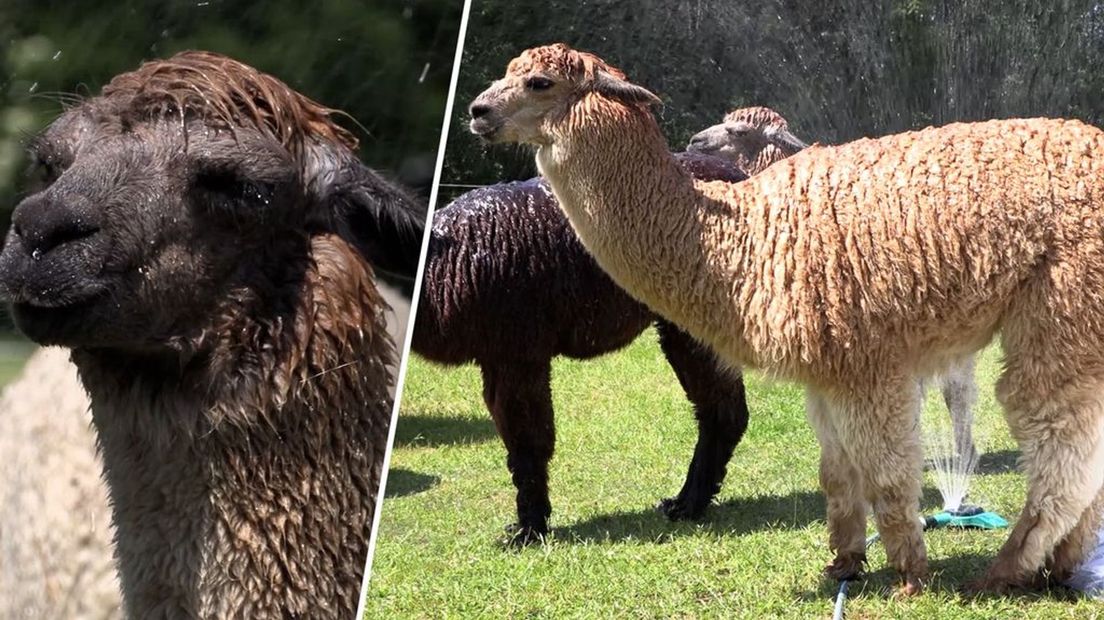 Deze ongeschoren alpaca's genieten van een koude douche