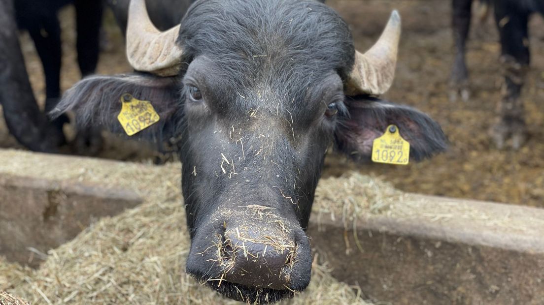 Het echtpaar heeft zestig volwassen waterbuffels