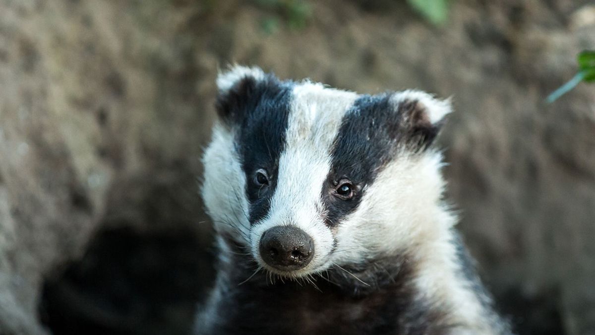 Spoor bij Molkwerum weer klaar: "We hebben geleerd dat de das een eigenwijs beest is"