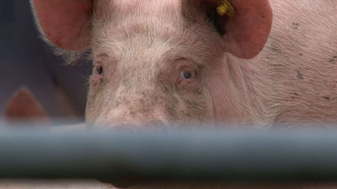 Varkens vaker verzorgd door vrouwen