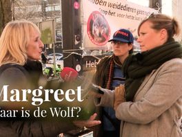 Waar is de wolf? Over hoog oplopende emoties bij de wolf