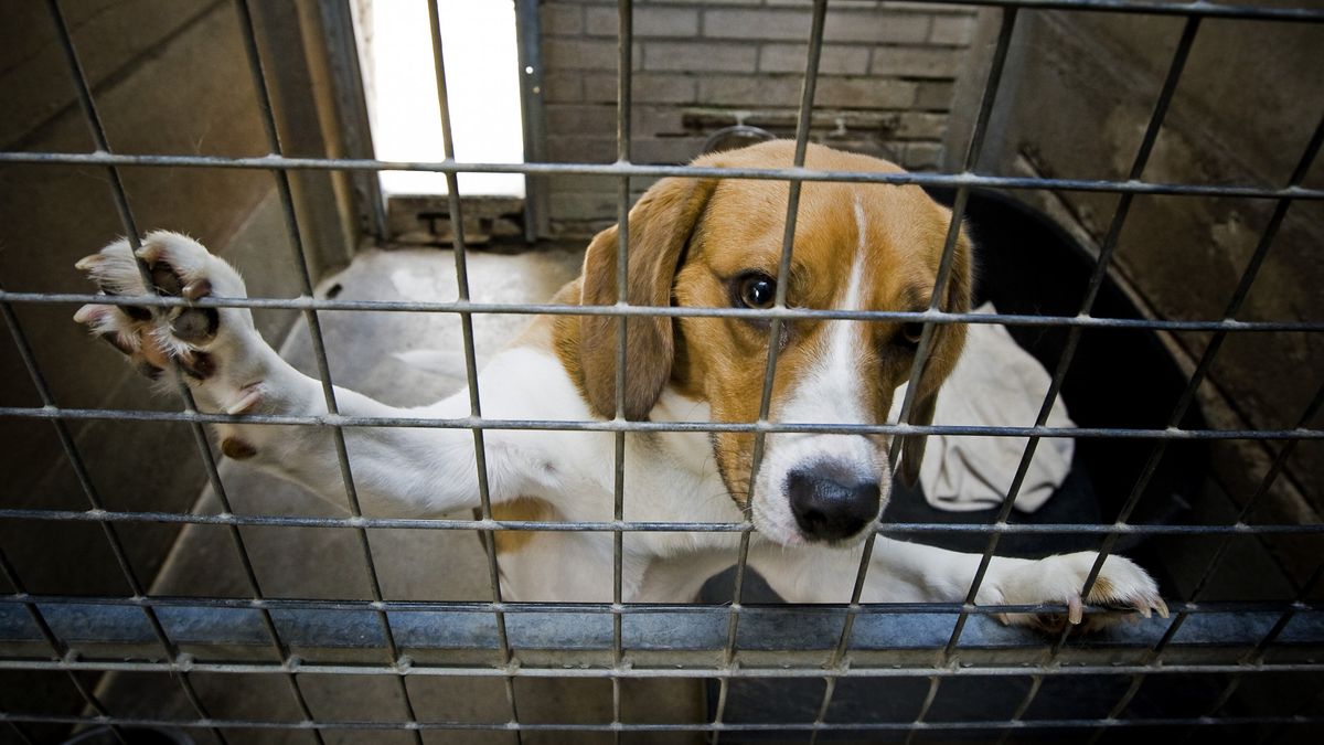 Stel mag 10 jaar lang geen dieren houden na mishandeling en verwaarlozing