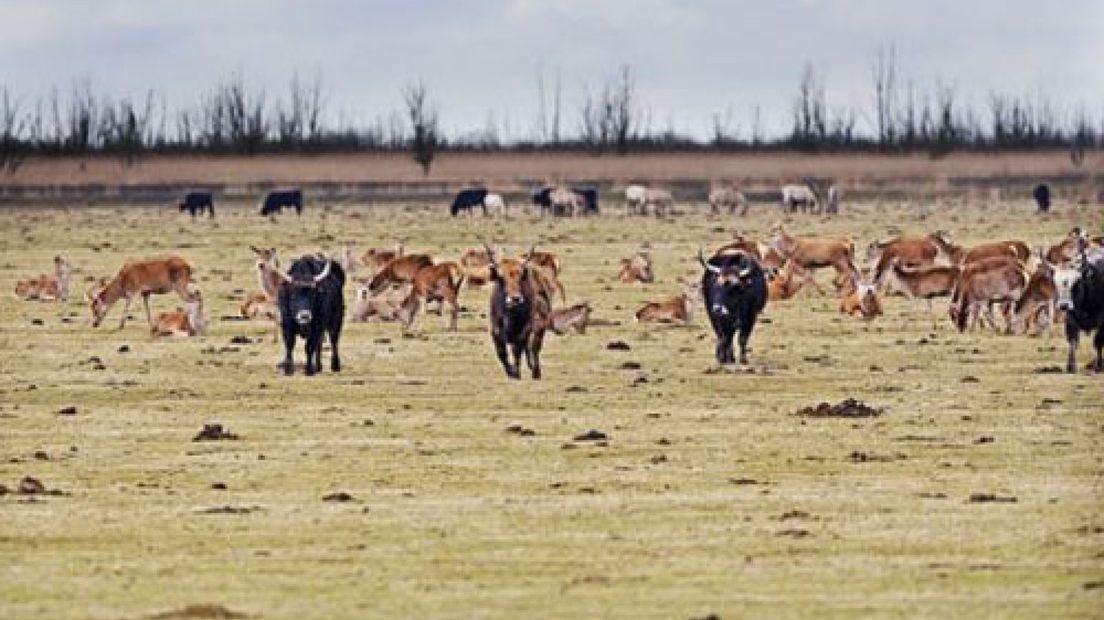 Dieren tellen valt nog niet mee