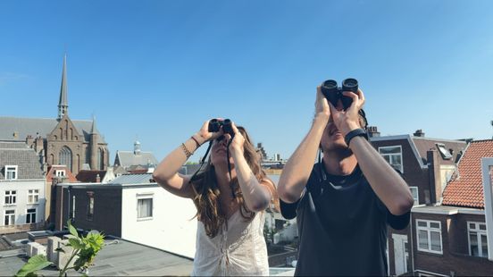 Slechtvalk gezien op de Domtoren: 'Ze eten voornamelijk stadsduiven' Home
