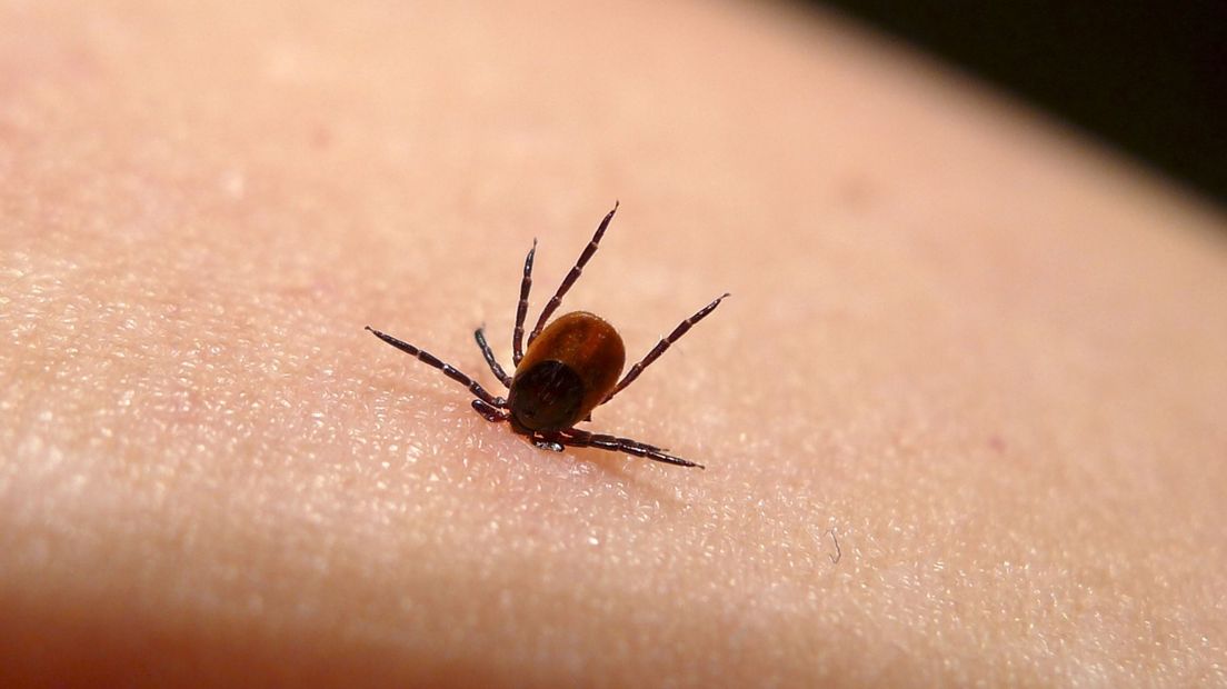 De teek zit met haar boorsnuit in de huid
