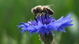 'Minder bijen door gif op tuinplanten'