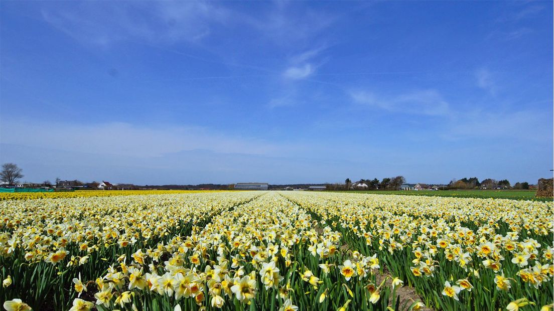 De narcissen staan vol in bloei op dit prachtige veld in Noordwijk, op 7 april 2018. 