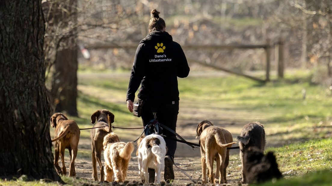 Honden-uitlaatservice aan het werk