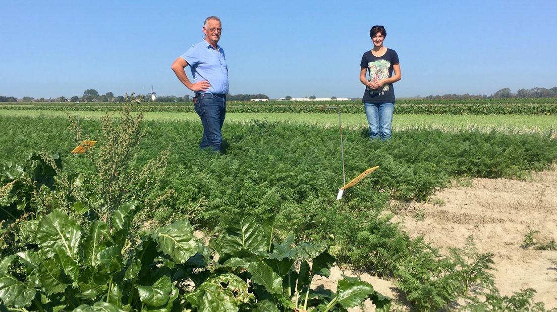 Projectleider Cor van Oers met Anneleen Riemens van proefboerderij Rusthoeve in het proefveld van de strokenteelt.