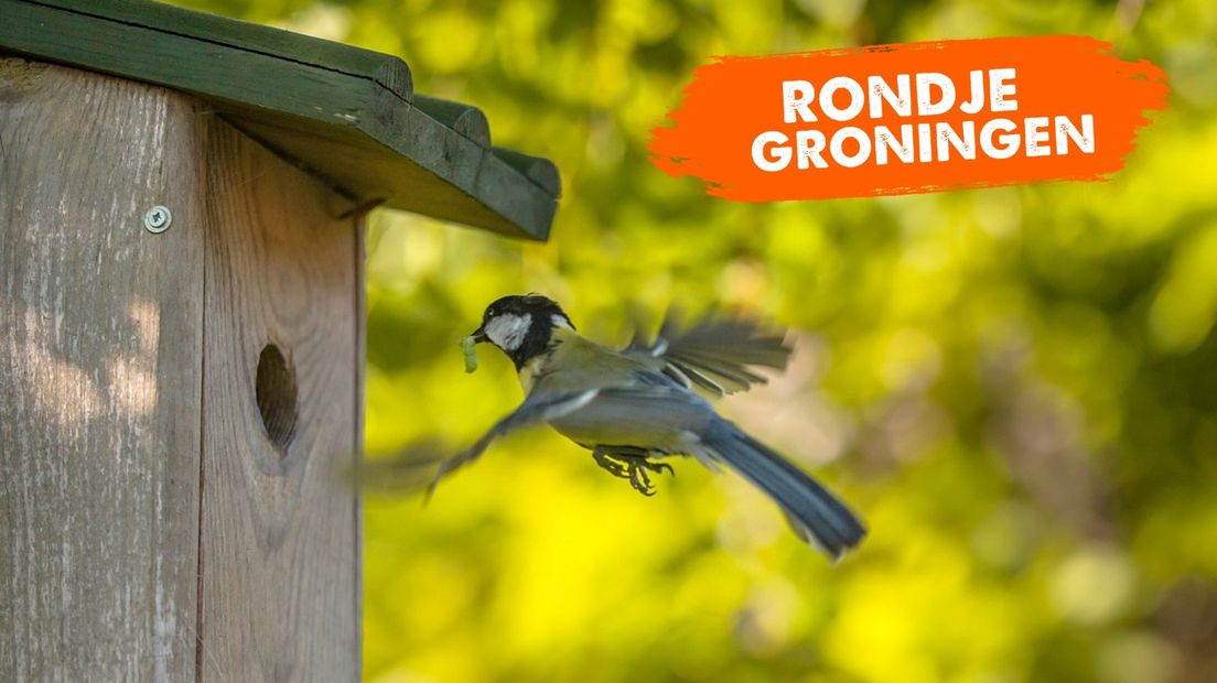 Een koolmeesouder vliegt terug naar het nest