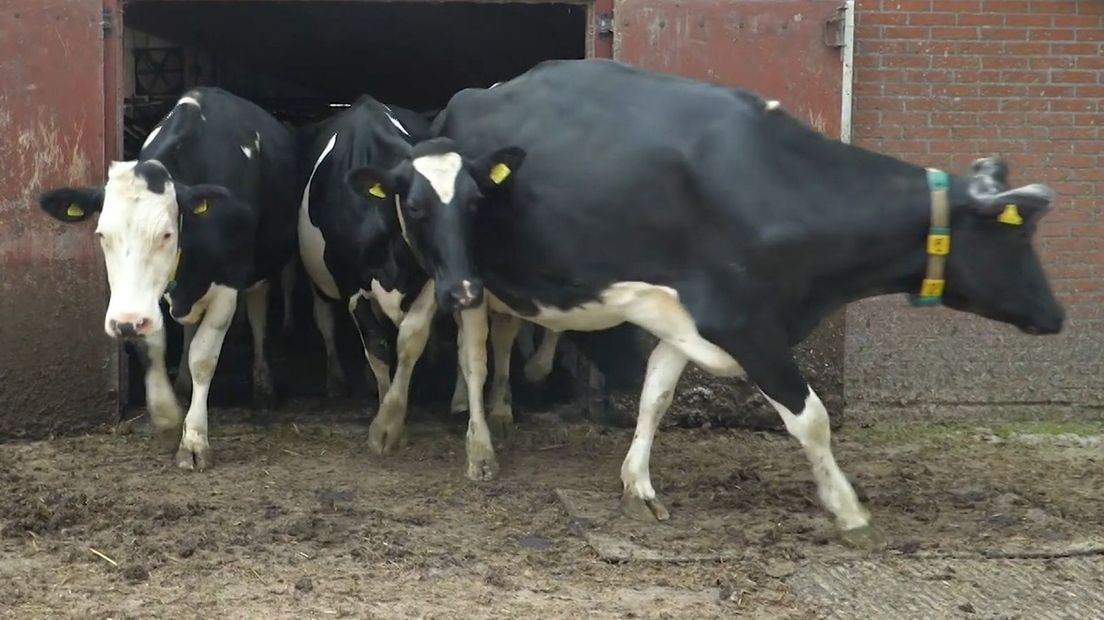 De koeiendans: de koeien van boer Jorrit de Groot gaan de buitenlucht weer in