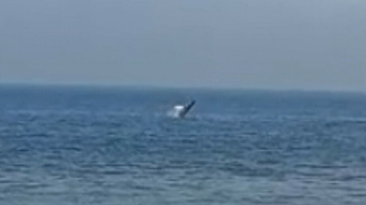 Bultrug gezien bij Zoutelande: 'Hij zwom echt dichtbij!'