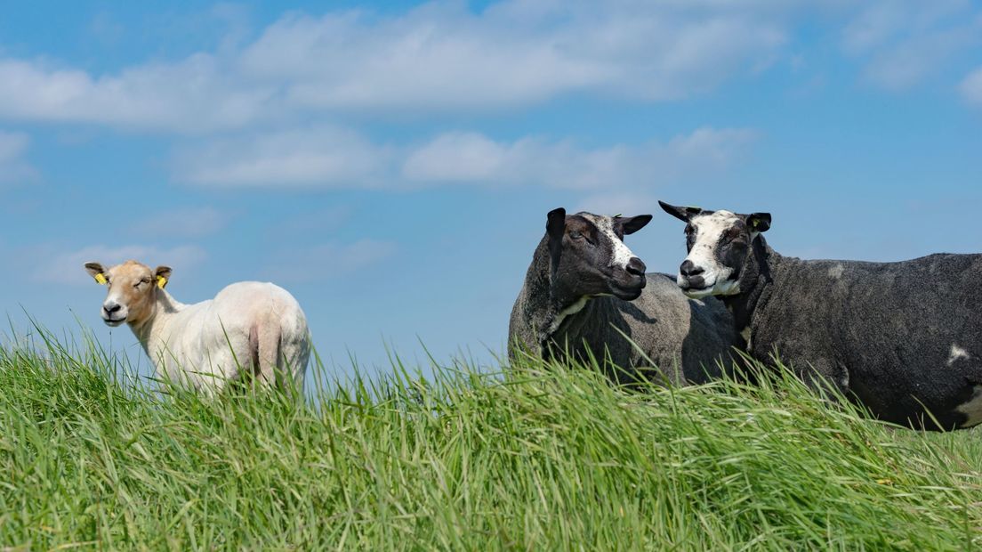 Schapen in de weide